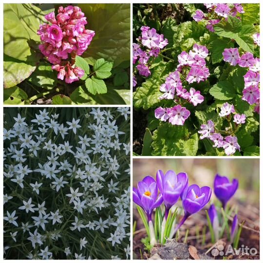 Цветы примулы, птицемлечник, безвременник