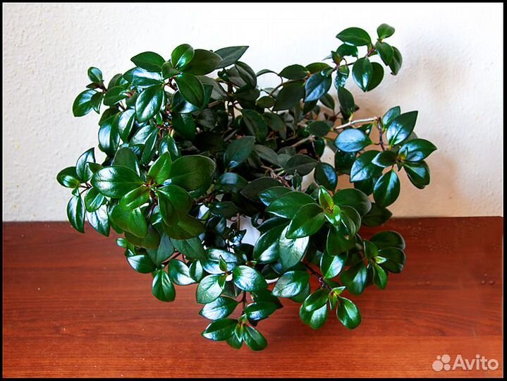 Нематантус цветок домашний