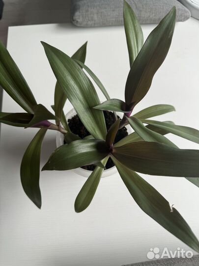 Диффенбахия, фикус,традесканция рео, колеус