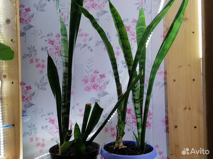 Сансевиерия