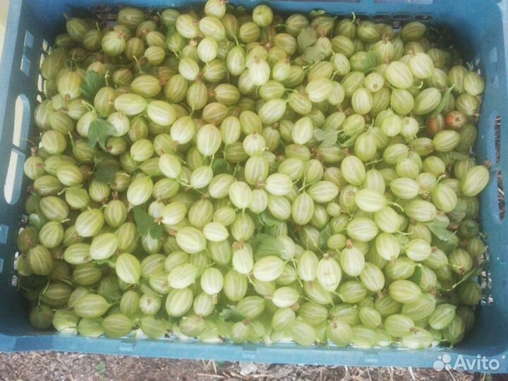 Смородина (йошта), крыжовник