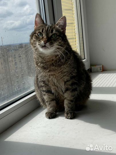 Ласковая кошка в добрые руки