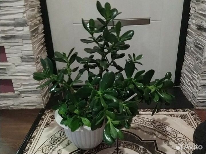 Денежное дерево