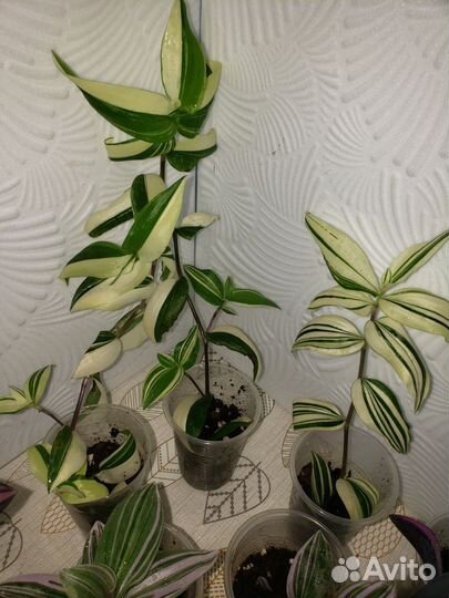 Традесканции