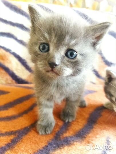 Котята Серебристой мраморной британки