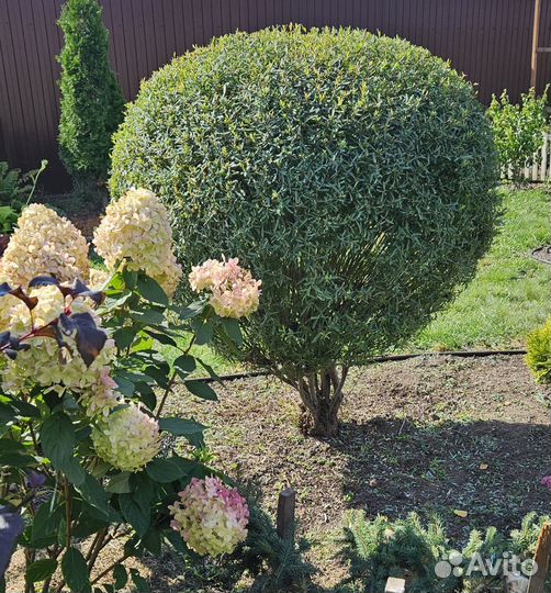 Ива пурпурная нана