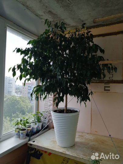 Фикус дерево