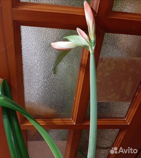 Гиппеаструм