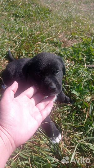 Продам щенков Лабрадора в добрые руки 09.09.2023