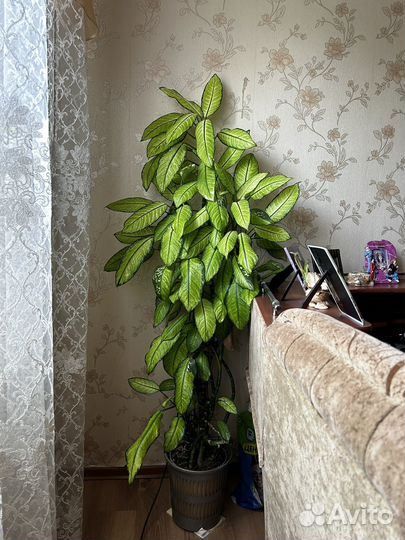 Диффенбахия