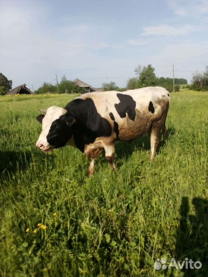 Продам корову. телку, быка