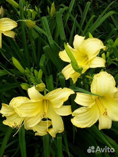 Лилейник Цитрин