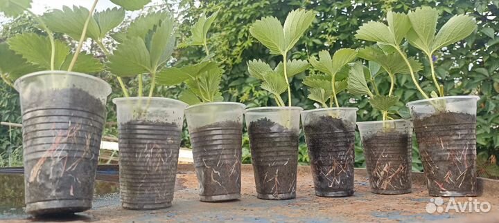 Рассада клубники Сладкая Анна