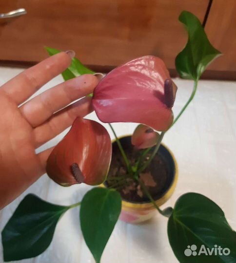 Антуриум Cirano