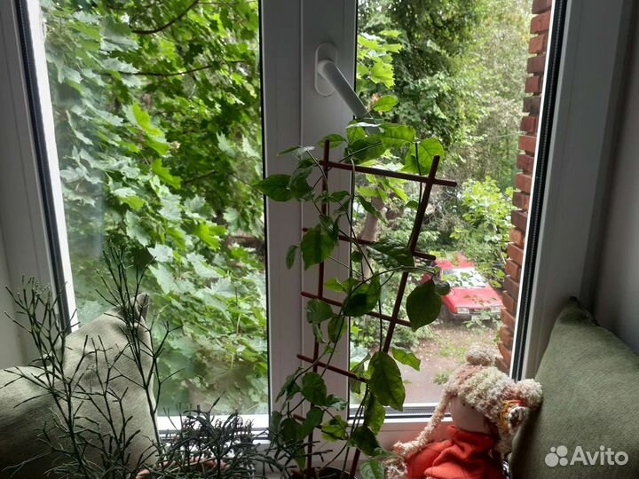 Комнатные цветы