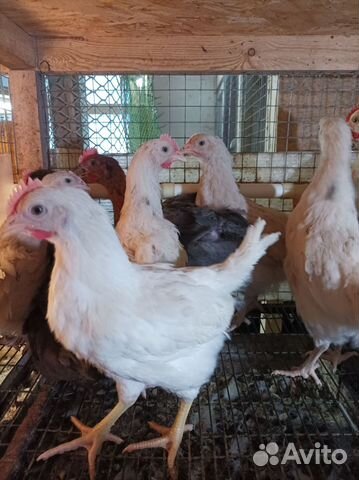 Молодые петушки