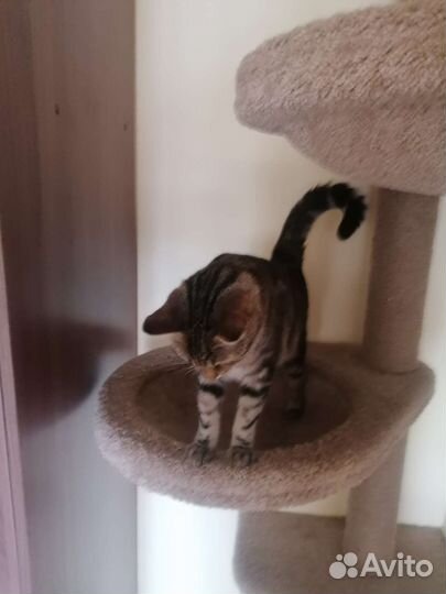 Шотландский котик