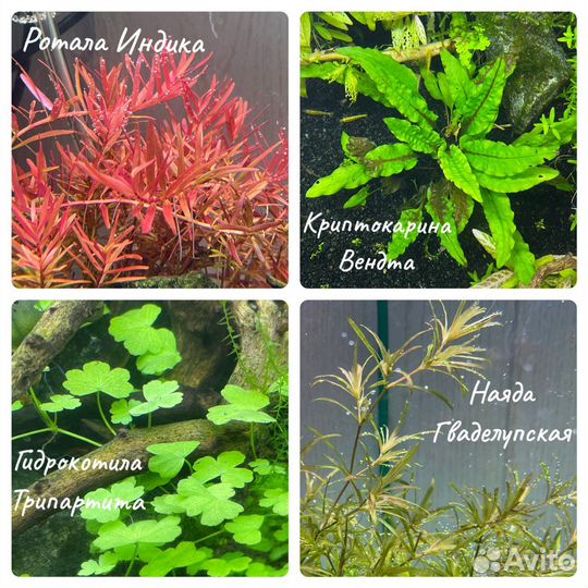 Аквариумные растения