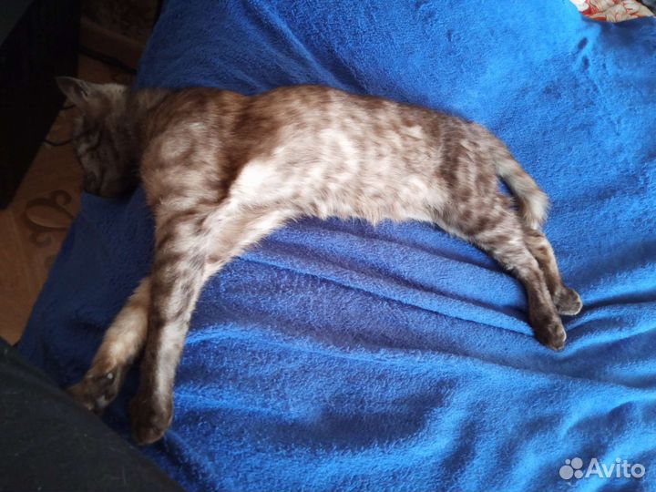 Кошка в дар бесплатно