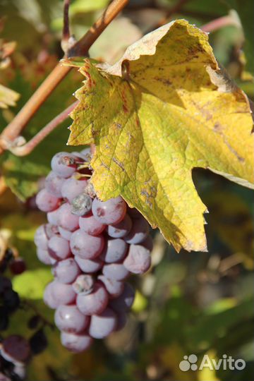 Бригада виноградарей на обрезку