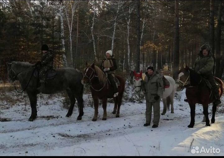 Конные прогулки