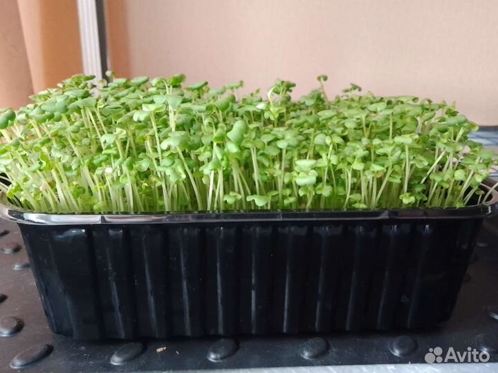 Горчица (микрозелень)