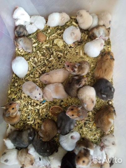 Сирийские и джунгарские хомячки