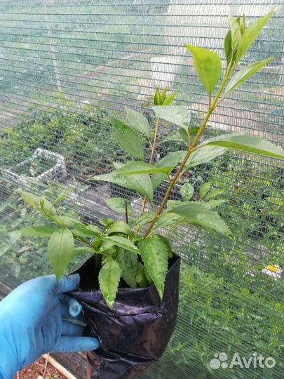 Кустарник Форзиция