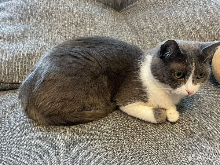 Кошка в дар (кошечка бесплатно) ищет дом