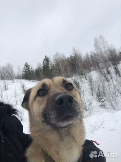 Пёс Барс