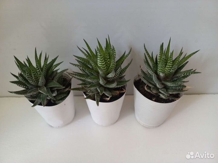 Кактус, хавортия (суккуленты)