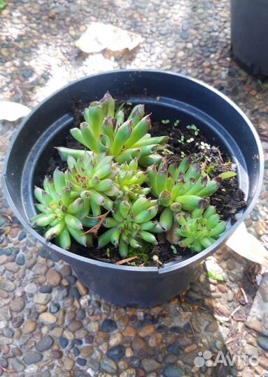 Седумы и молодило