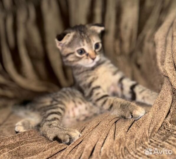 Бесплатно, Котята в добрые руки )