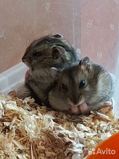 Джунгарский хомяк