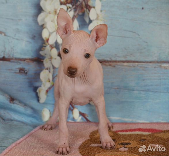 Шоколадочка-Американский Голый Терьер