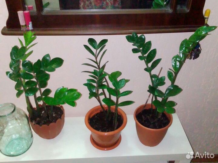 Замиокулькас долларовое дерево