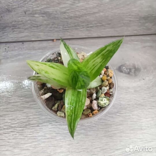 Суккуленты. Хавортии