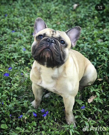 Вязка французский бульдог