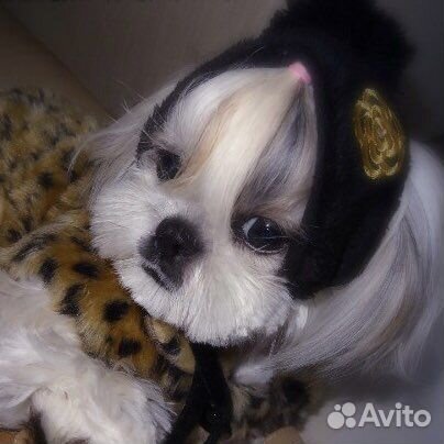 Шубка, ошейник, страховка