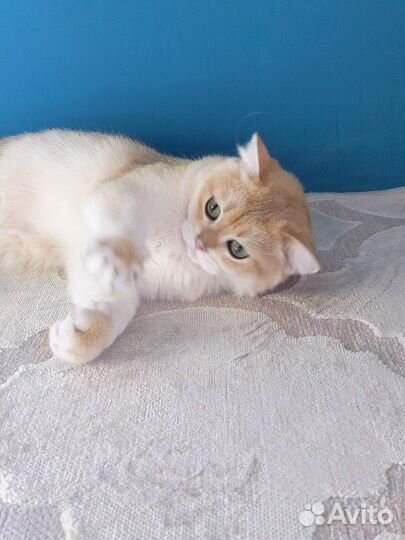 Золотой котик