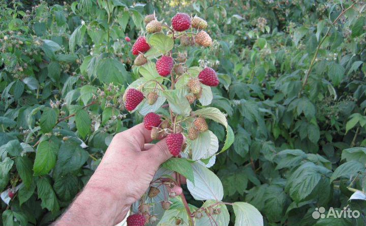 Саженцы ремонтантной малины