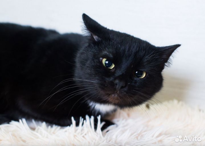 Кот Фил в добрые руки