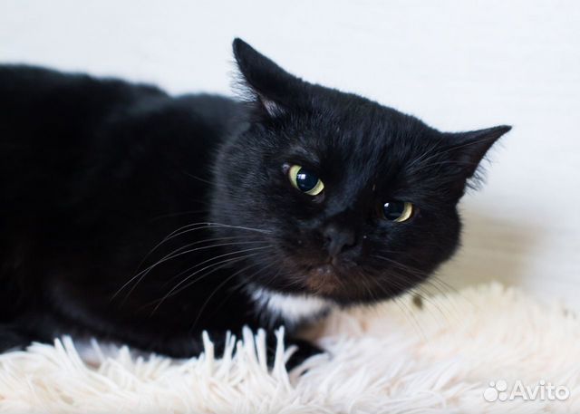 Кот Фил в добрые руки