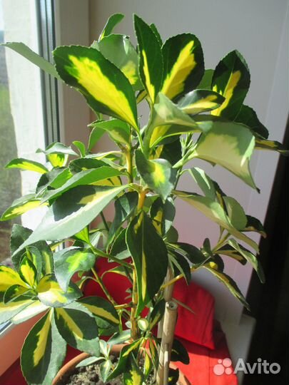 Бересклет японский