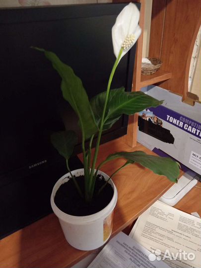 Спатифиллум малый и высокий 60см