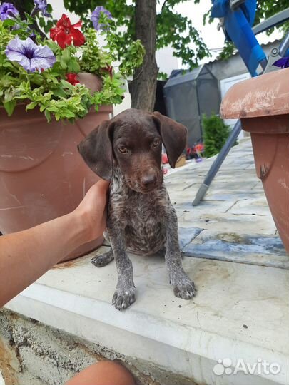 Щенки курцхаара