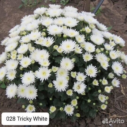 Хризантемы мультифлора