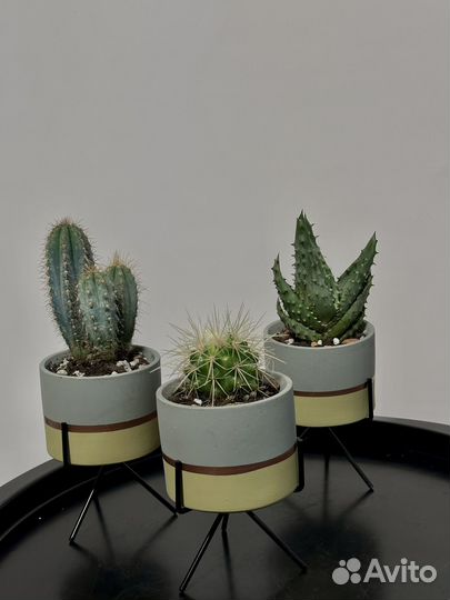 Набор кактусов 3шт
