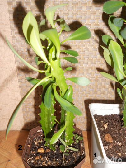 Молочай трехгранный