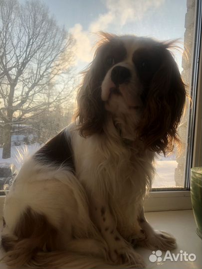 Вязка собак